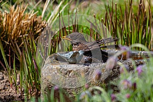 A blackbird taking a bath in a bird bath