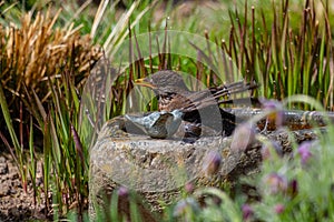A blackbird taking a bath in a bird bath photo