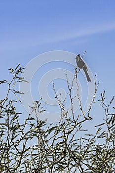 Blackbird on a tree branch
