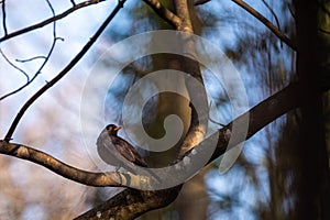 Blackbird on tree branch. Common blackbird. Turdus merula. Eurasian blackbird