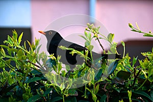 Blackbird on a tree in an italian city