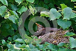 Blackbird on tree on nest