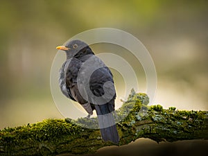 Blackbird on the tree in wild nature