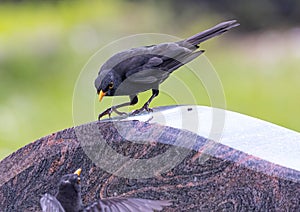 Blackbird - Turdus merula