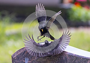 Blackbird - Turdus merula