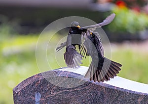 Blackbird - Turdus merula