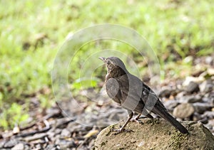 Blackbird Turdus merula