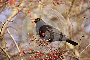 Blackbird Turdus merula