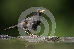 Blackbird, Turdus merula,