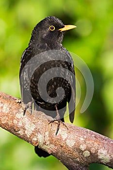 Blackbird (Turdus merula)