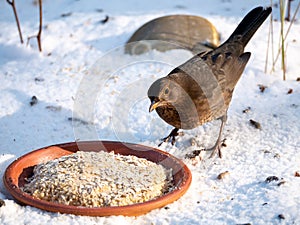 Blackbird, Turdus merula, female eating peanut butter for birds in snow in winter, Netherlands