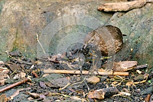 Blackbird (Turdus merula) female gathering nesting materials, taken in the UK