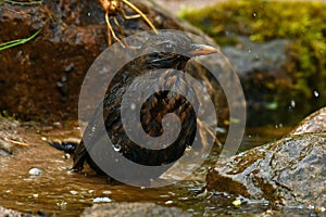 Blackbird, Turdus merula female