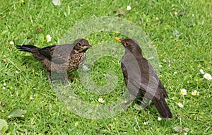 Blackbird, turdus merula, with fledgeling on lawn