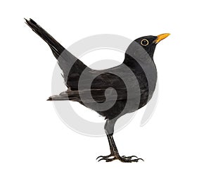 Blackbird Turdus merula , isolated