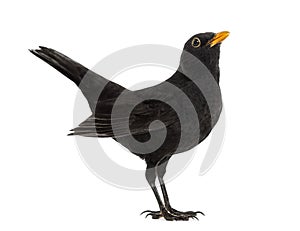 Blackbird Turdus merula , isolated photo