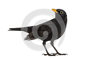 Blackbird Turdus merula looking up , isolated