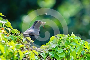 Blackbird (Turdus merula) male on ivy hedge carrying worms to nest, taken in the UK