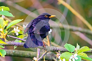 Blackbird (Turdus merula) perched on a branch, taken in the UK