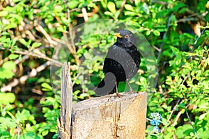 Blackbird (Turdus merula) perched on a tree stump looking to the side, taken in the UK