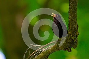 Blackbird or Turdus merula sits rests in green tree foliage in garden. Male bird with yellow orange eye ring and beak.