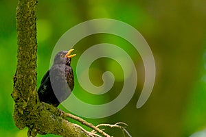 Blackbird or Turdus merula sits rests in green tree foliage in garden. Male bird with yellow orange eye ring and beak.