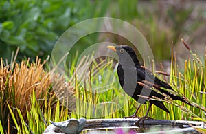 A blackbird (turdus merula) sitting on a bird bath