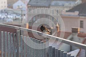 Blackbird - Turdus merula sitting on an iron railing