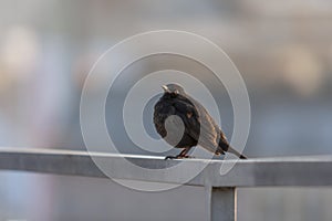 Blackbird - Turdus merula sitting on a metal rail