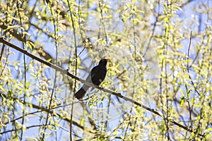 Blackbird Turdus merula sitting on tree branch and singing