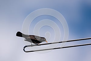 Blackbird on TV antenna