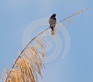Blackbird on a twig