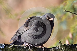 Blackbird waiting to be feeder free