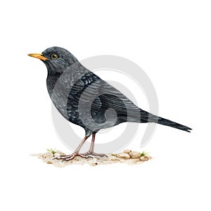Blackbird watercolor illustration. Realistic turdus merula bird image. Blackbird wildlife animal. European common song