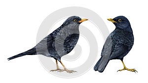 Blackbird watercolor illustration set. Realistic turdus merula bird image. Blackbird wildlife European common avian