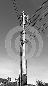 A blackbird, a wild animal, builds nests on the wires, of high voltage poles in rural roads in Thailand