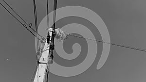 A blackbird, a wild animal, builds nests on the wires, of high voltage poles in rural roads in Thailand