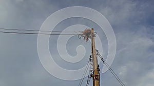 A blackbird, a wild animal, builds nests on the wires, of high voltage poles in rural roads in Thailand