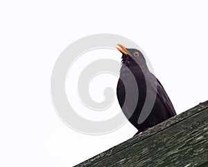 Blackbird On Wooden Structure