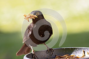 Blackbird with worm by feeding in the garden