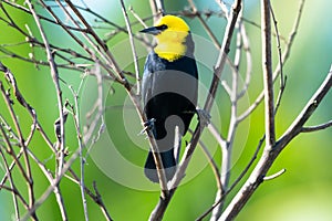 Blackbird with yellow head perched in dead branches