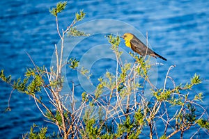 A Yellow Headed Blackbird in Yuma, Arizona