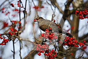 Blackbirds foraging for food in the woods