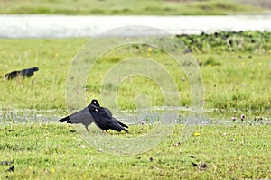 Blackbirds in a Meadow