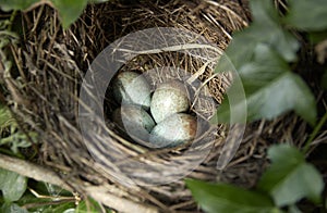 Cortar nido 
