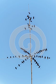 blackbirds perched on a rooftop antennae