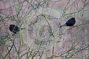 Blackbirds