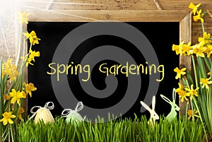 Sunny Narcissus, Easter Egg, Bunny, Text Spring Gardening