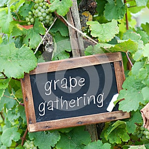 Blackboard, grape-wine