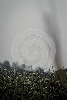 Blackbreasted weaver nest making